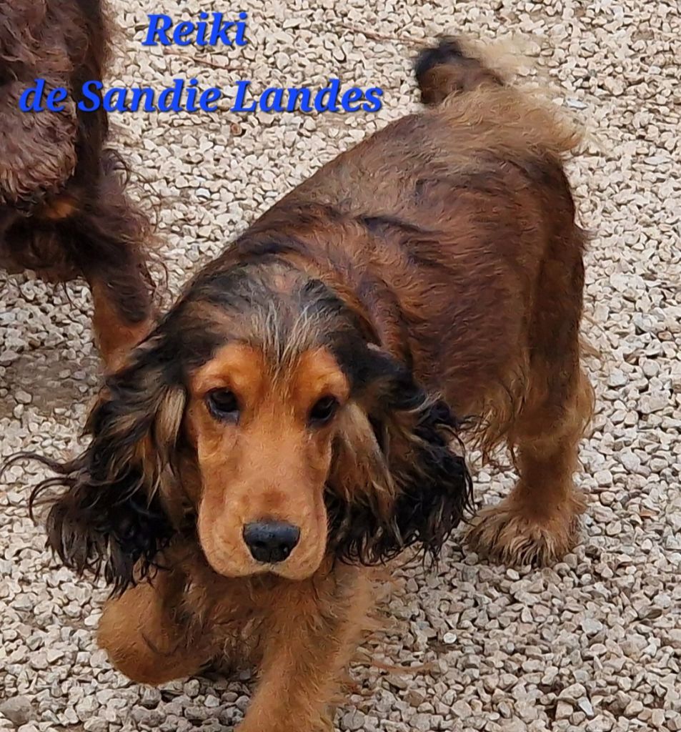 Reiki De sandie landes