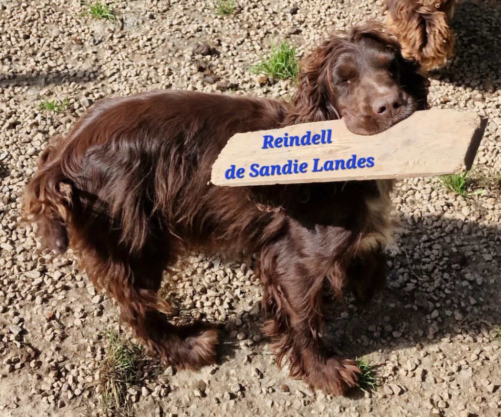 Reindell De sandie landes