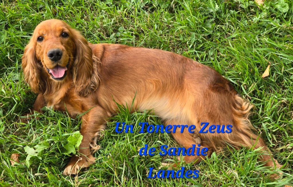 Un tonerre zeus De sandie landes