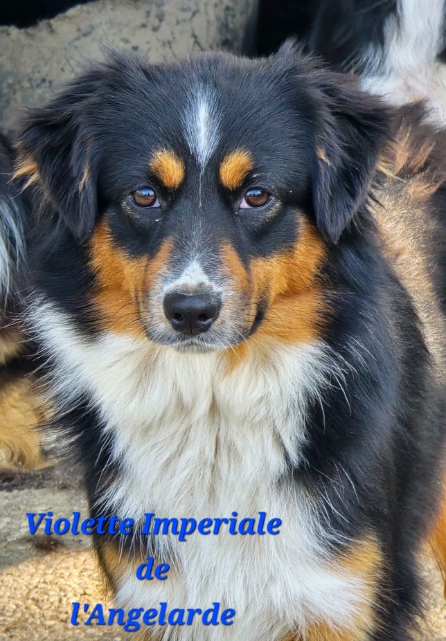 Violettes imperiales de l'Angelarde