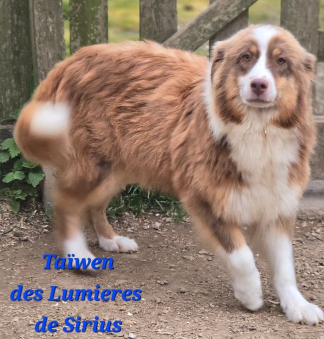 Taiwenn des lumières de Sirius