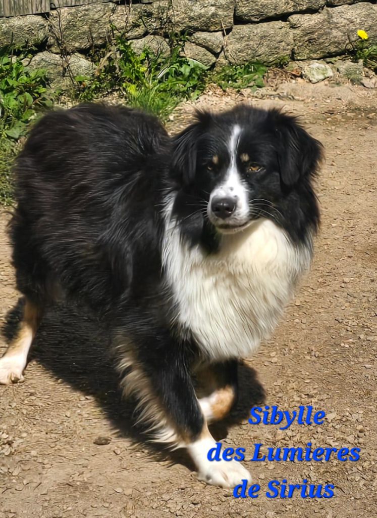 Sibylle des lumières de Sirius