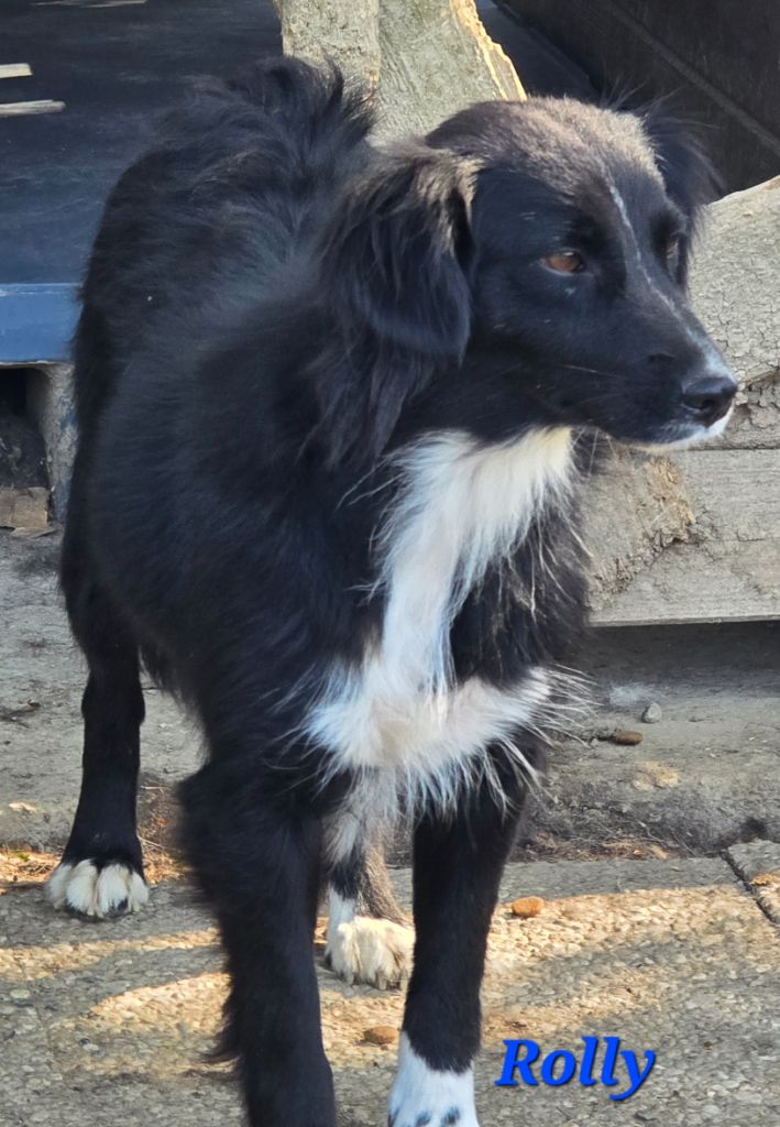 Rolly du Moulin de la Terrasse