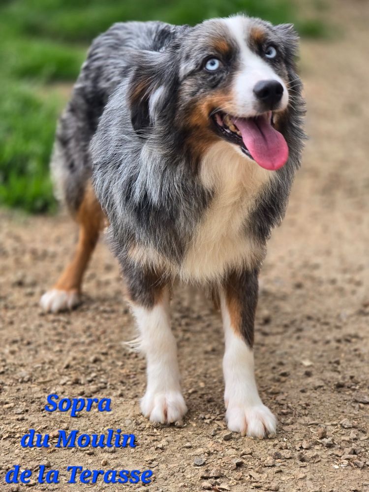 Sopra du Moulin de la Terrasse