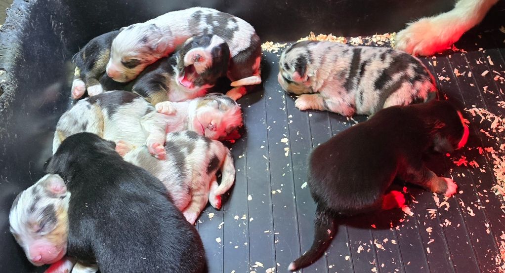 des lumières de Sirius - Chiots disponibles - Berger Américain Miniature 