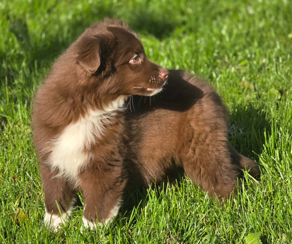 des lumières de Sirius - Chiots disponibles - Berger Américain Miniature 