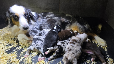CHIOT 5