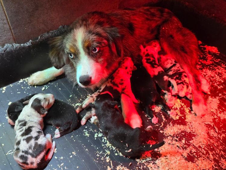 des lumières de Sirius - Chiots disponibles - Berger Américain Miniature 